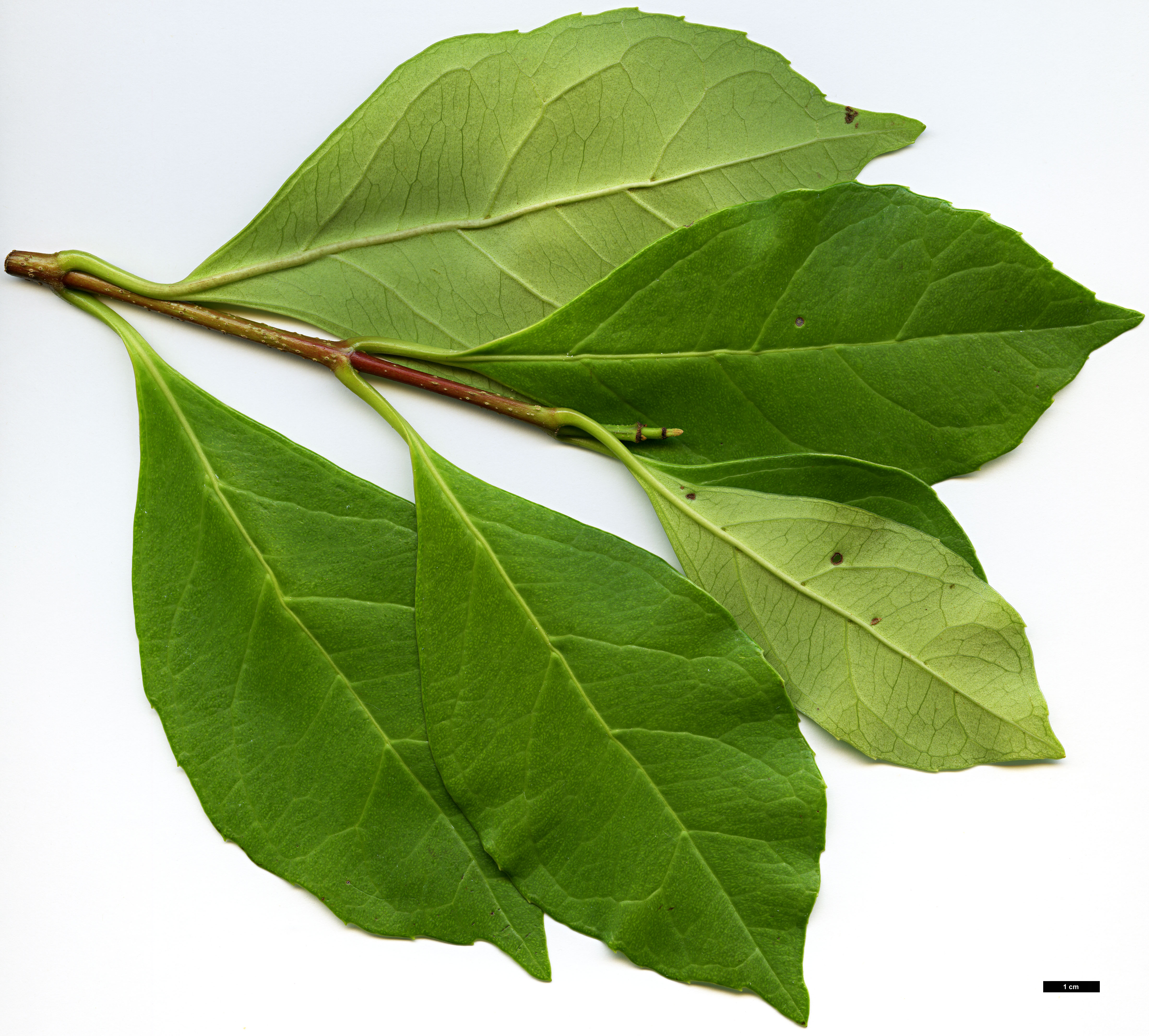 High resolution image: Family: Adoxaceae - Genus: Viburnum - Taxon: odoratissimum - SpeciesSub: var. odoratissimum